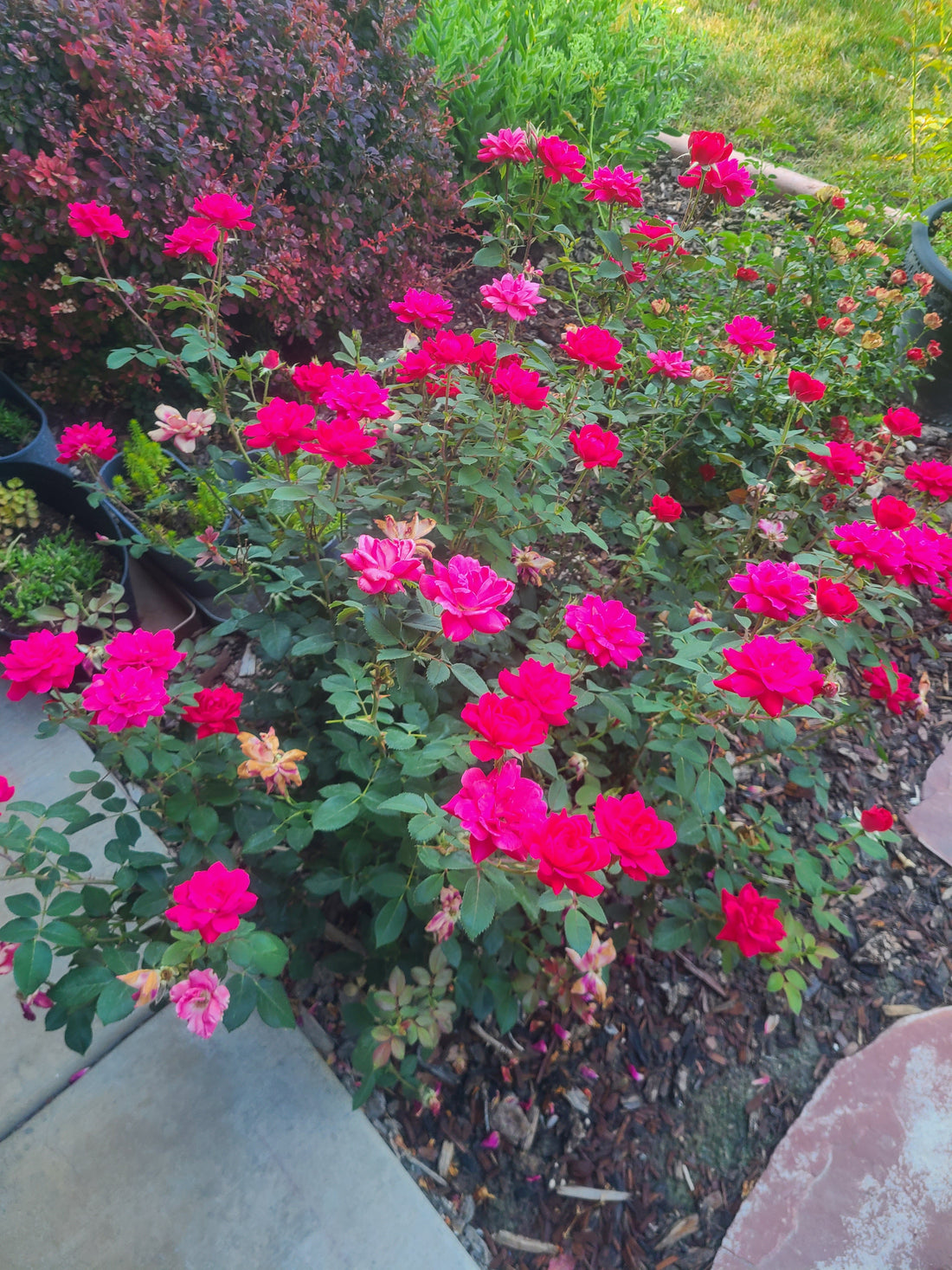 The Gift of the Garden: Organic Rose Petals