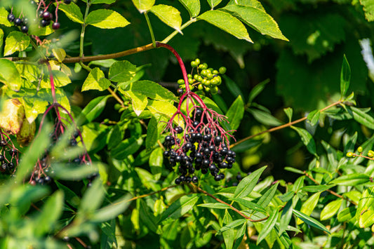 Elder Berries from Farmer's Market: Some benefits